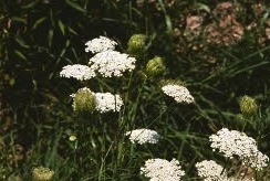 Queen Anne's Lace or Wild Carrot
